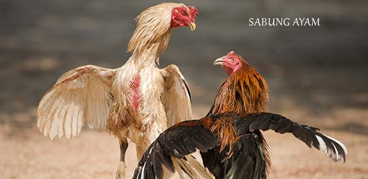 Cara Terbaik Untuk Bermain Judi Sabung Ayam